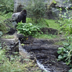 Lowland Gorilla