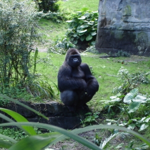 Lowland Gorilla