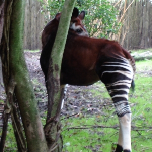 Okapi