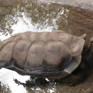 Galapagos Giant Tortoise