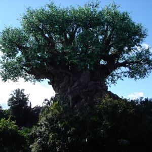 Tree of Life