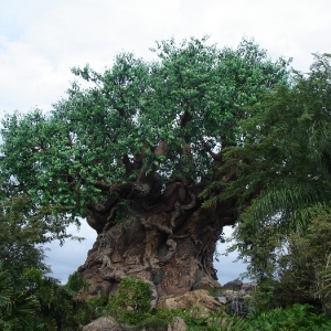 Tree of Life