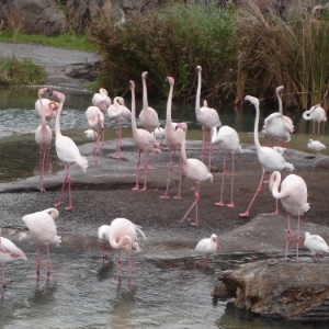 Flamingos