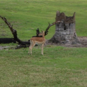 Impala