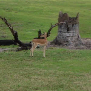 Impala