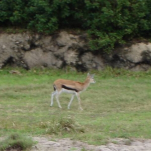 Thompson's Gazelle