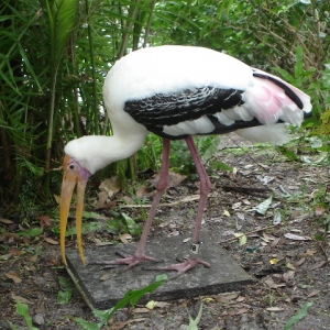 Yellow-billed Stork