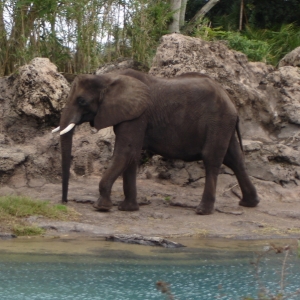 African Elephant