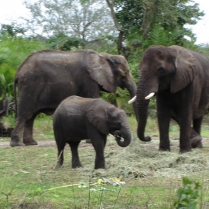 African Elephants