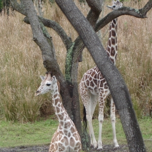 Reticulated Giraffes