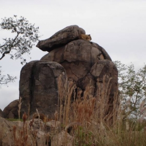 Lion and Lioness