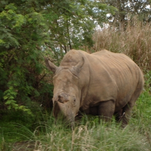 White Rhinoceros