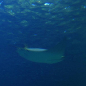 Cownose Ray
