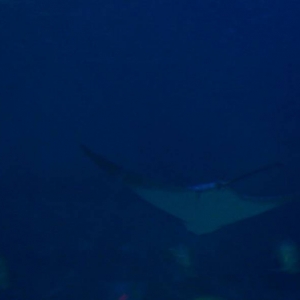 Spotted Eagle Ray