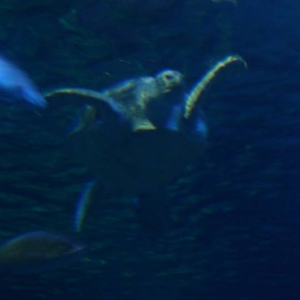 Sea Turtle