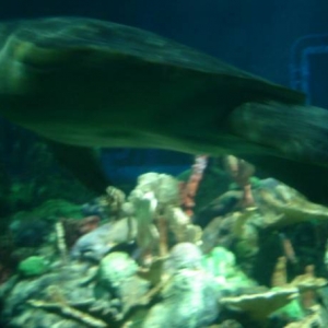 Sea Turtle