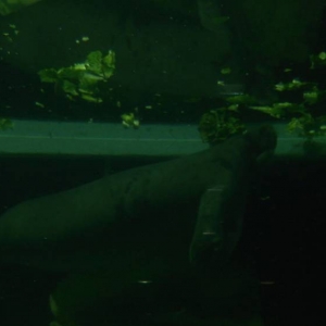 Lou the Manatee
