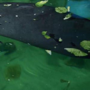 Lou the Manatee