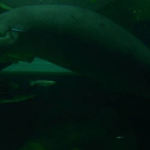 Bock the Manatee