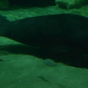 Bock the Manatee