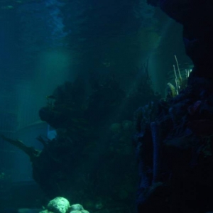 Seas Tank