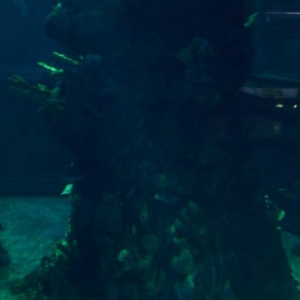 Seas Tank