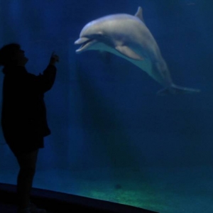 Dolphin Presentation