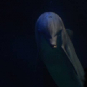 Dolphin blowing bubbles