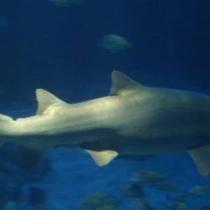 Shark