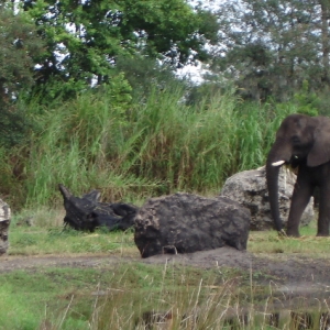 African Elephants