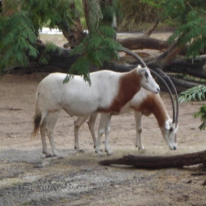 Scimitar Horned Oryx