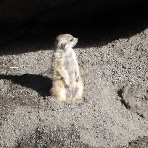 Meerkat
