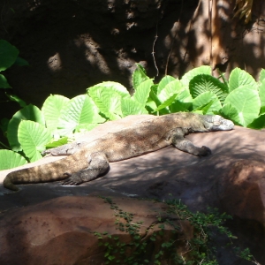 Komodo Dragon