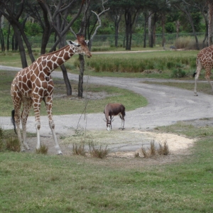 Reticulated Giraffe and Blesbok