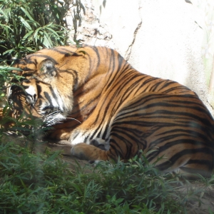 Bengal Tiger
