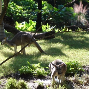 Kangaroos