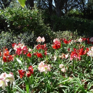 UK Gardens