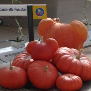 Cinderella Pumpkins