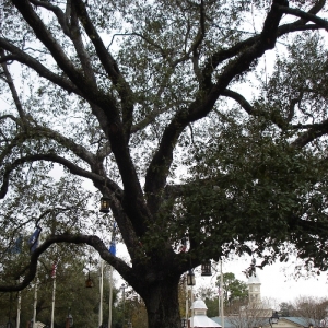 Liberty Tree