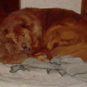Ursa asleep
