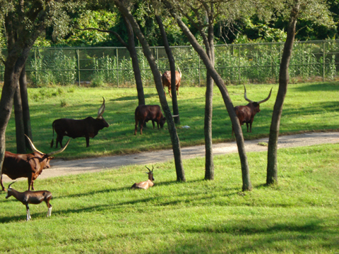 1_Animals