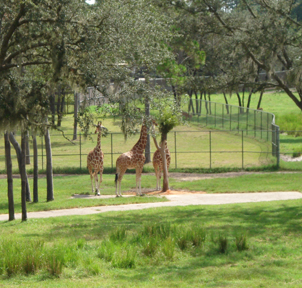 1_Giraffe