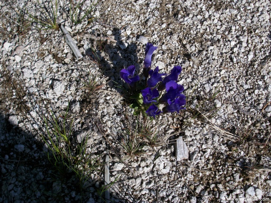 2-Upper-Geyser-Basin-068