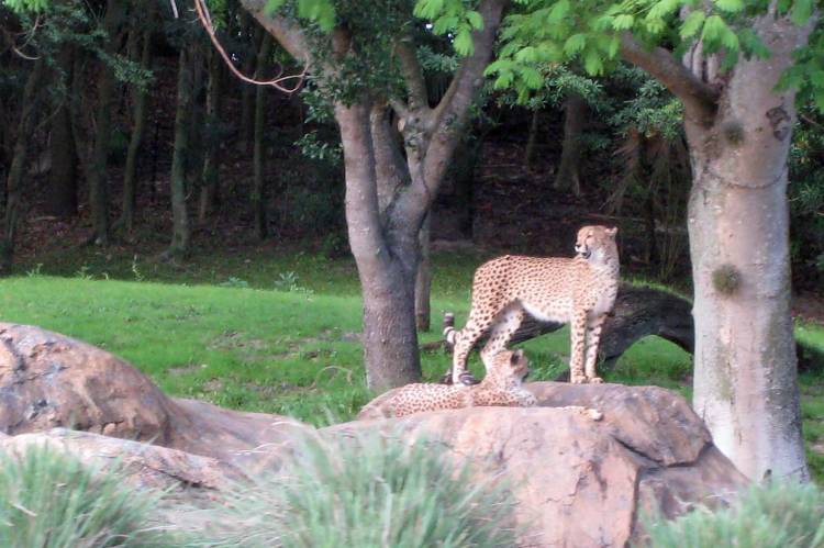 20070414 AK Cheetahs 1