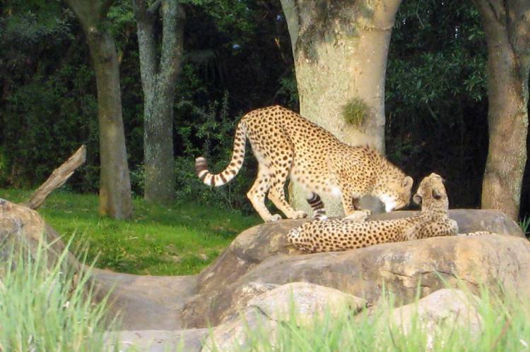 20070414 AK Cheetahs 1