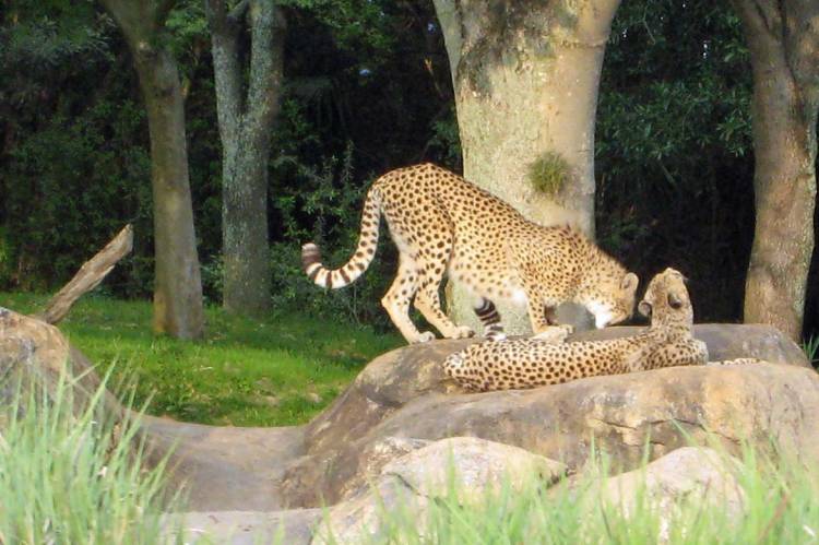 20070414 AK Cheetahs 1