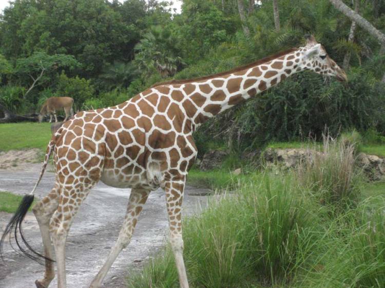 2girraffe
