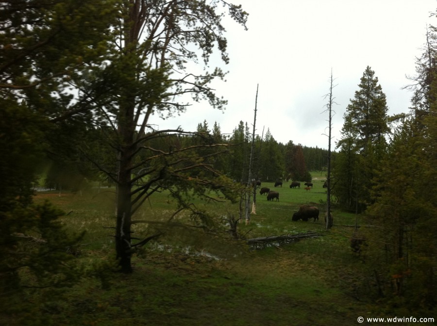 3-Yellowstone-Bison-001