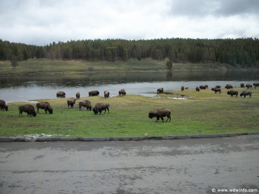 3-Yellowstone-Bison-003