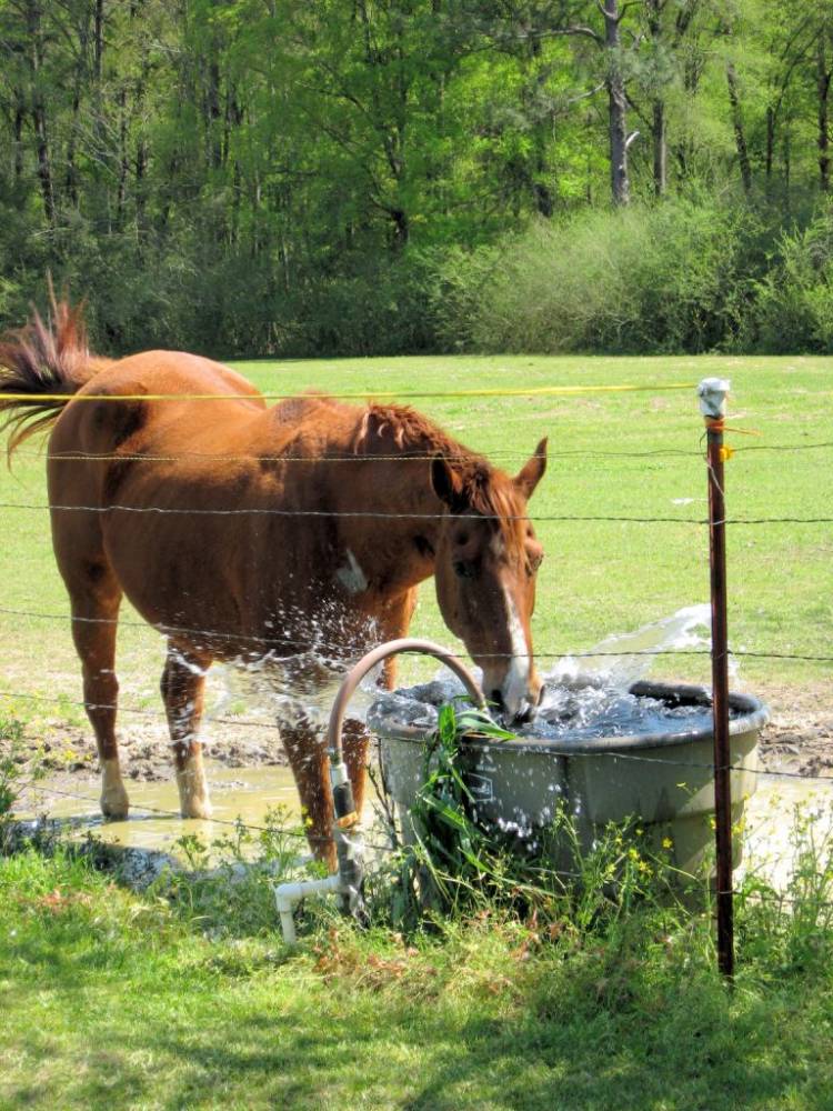 30 year old horse and having fun